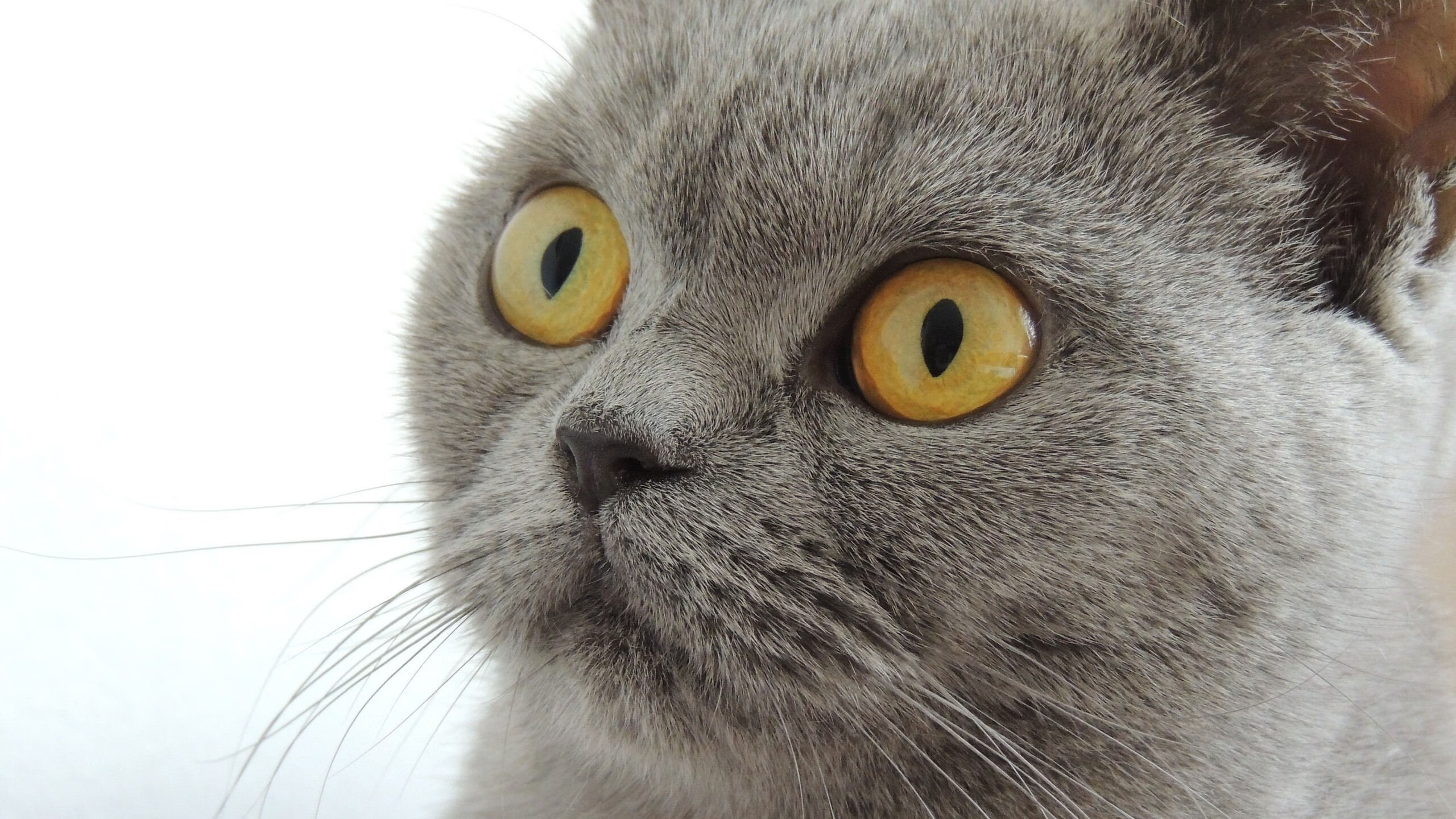 九游(jiuyou)官方网站-【未来棒球】科技引领，传统比赛向“快节奏”迈进！，棒球未来社区2期